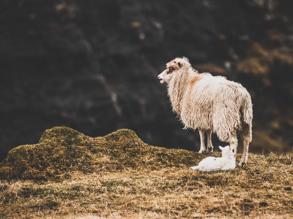 référence photo : mouton