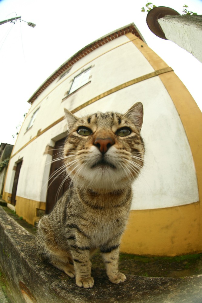 photo de chat avec effet fisheye