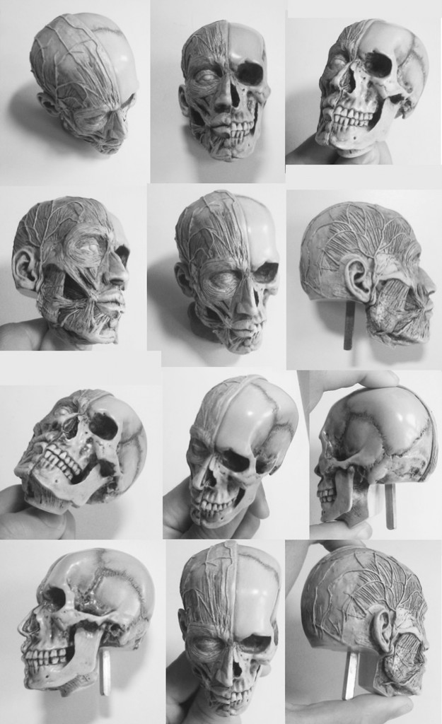 Crâne sous différents angles pour apprendre à dessiner un visage