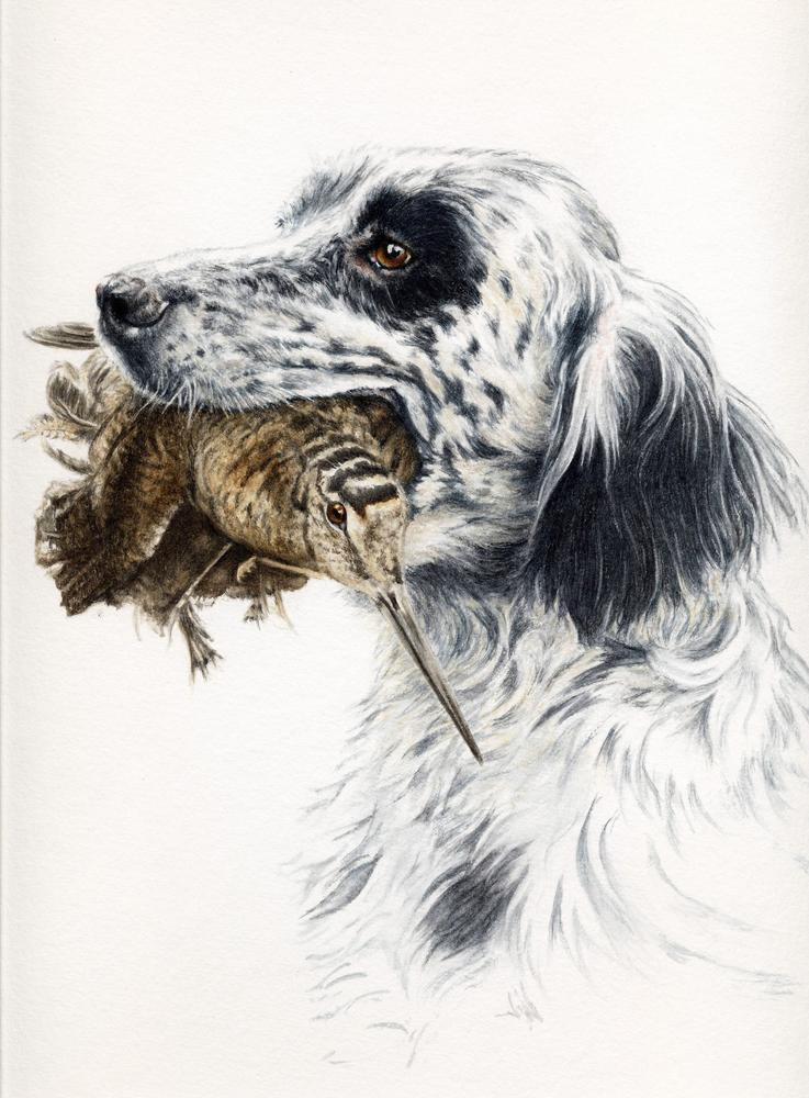 Dessin Chien