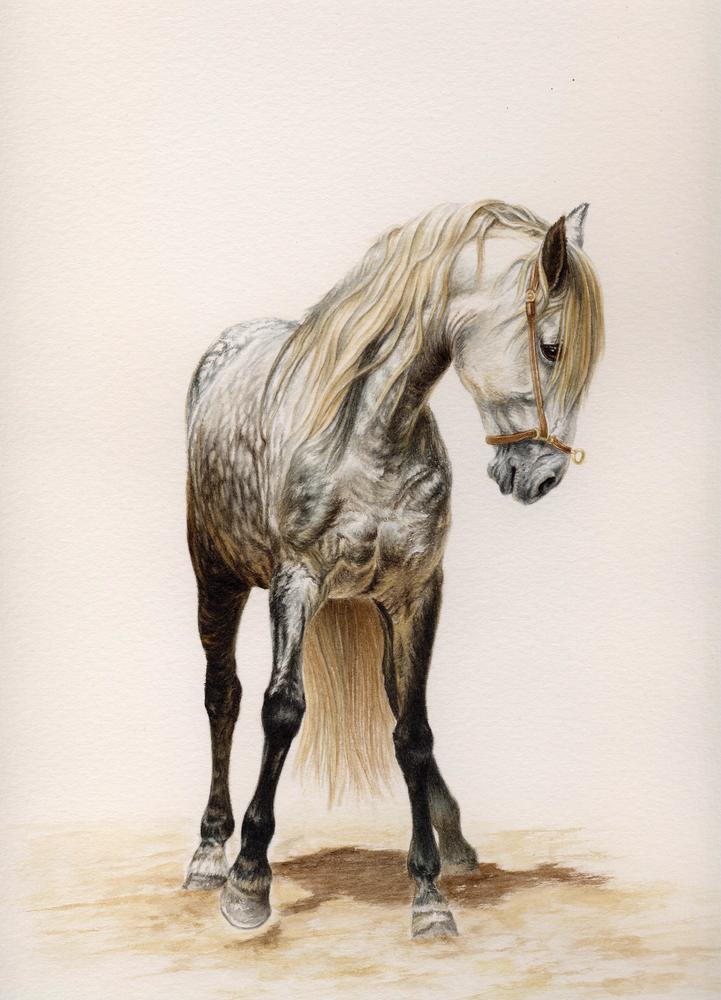 Apprendre A Dessiner Dessin Cheval Photos Dessin Facile Animaux A Reproduire Tattoo Pictures L Apprendre A Dessiner Dessin Cheval Photos Dessin Facile Animaux A Reproduire Tattoo Pictures L