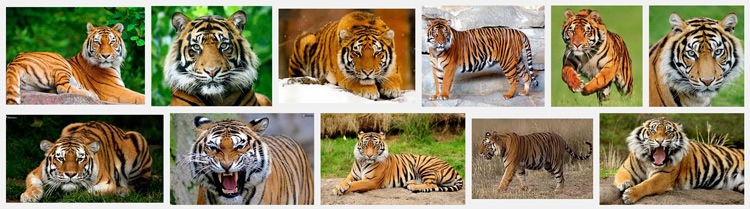 tigre résultat recherche référence photo