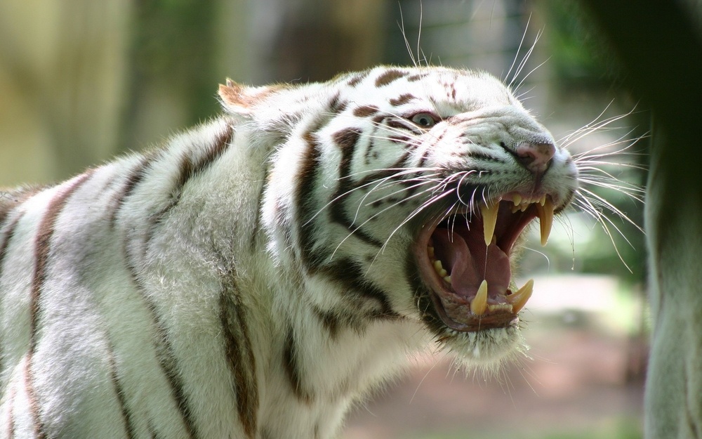 white-tiger-roar-desktop-hd-wallpaper-in-high-resolution-free