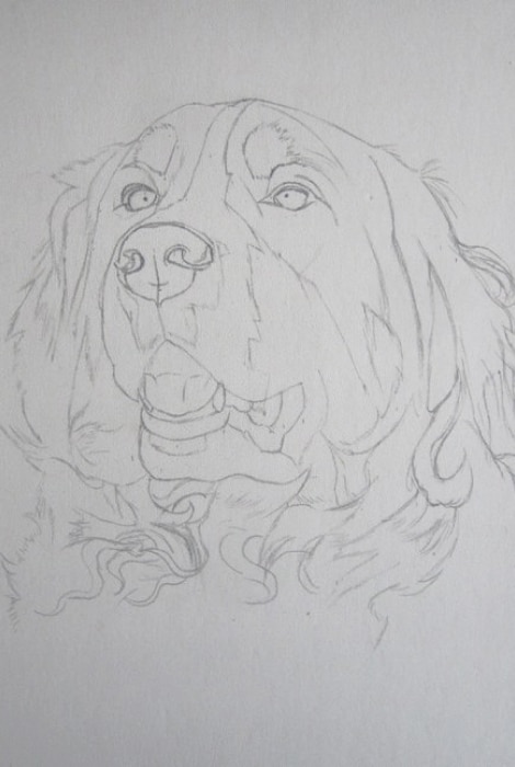 construction portrait animalier