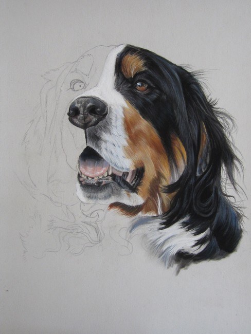 pastel chien portrait animalier