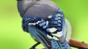 Blue Bird 777