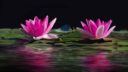 Fleurs de lotus roses et violettes dans l'eau, technique de dessin réaliste