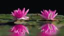 Lotus flowers 1000 px