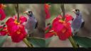 Deux oiseaux sur des fleurs rouges, style de dessin réaliste