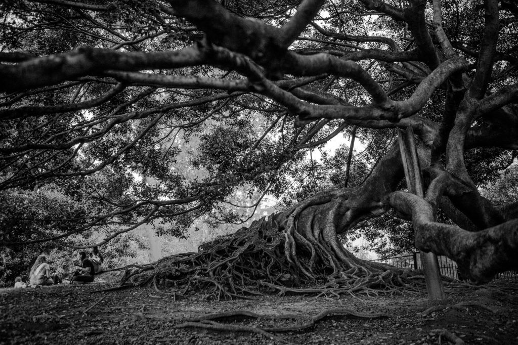 Photo noir et blanc arbre et racines