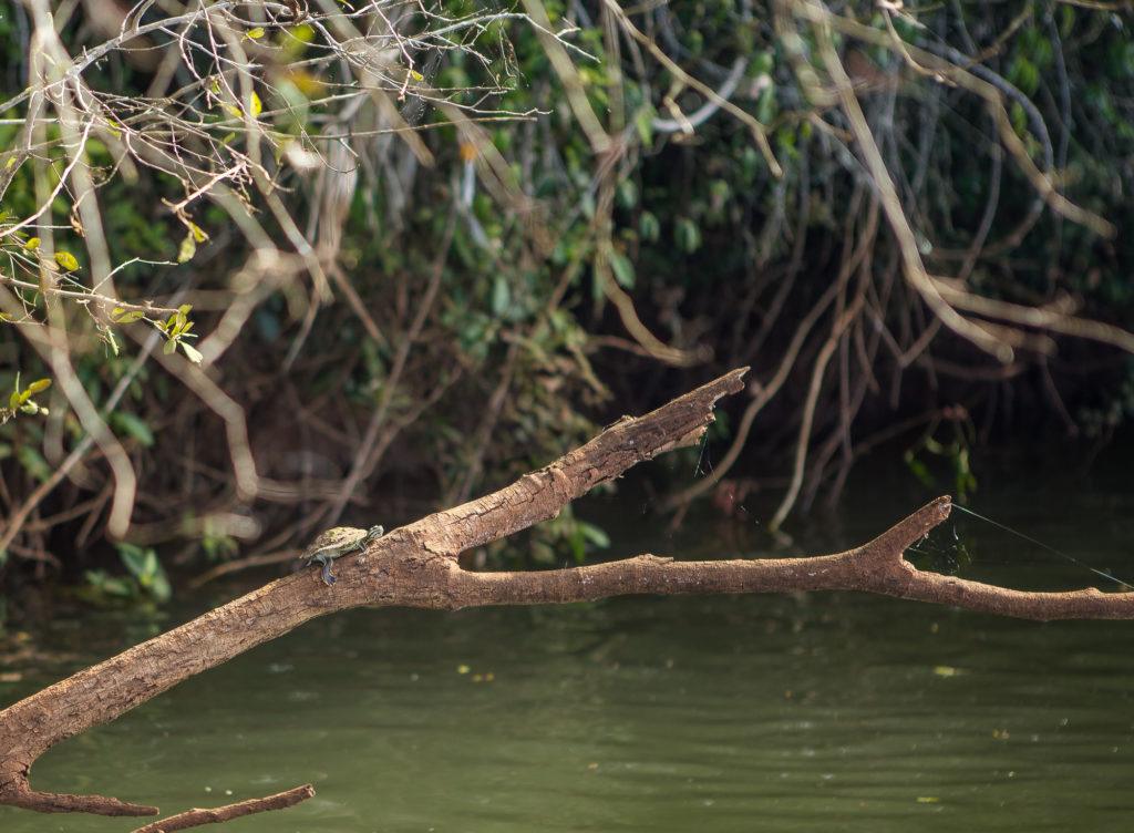 photo tortue sur une branche 