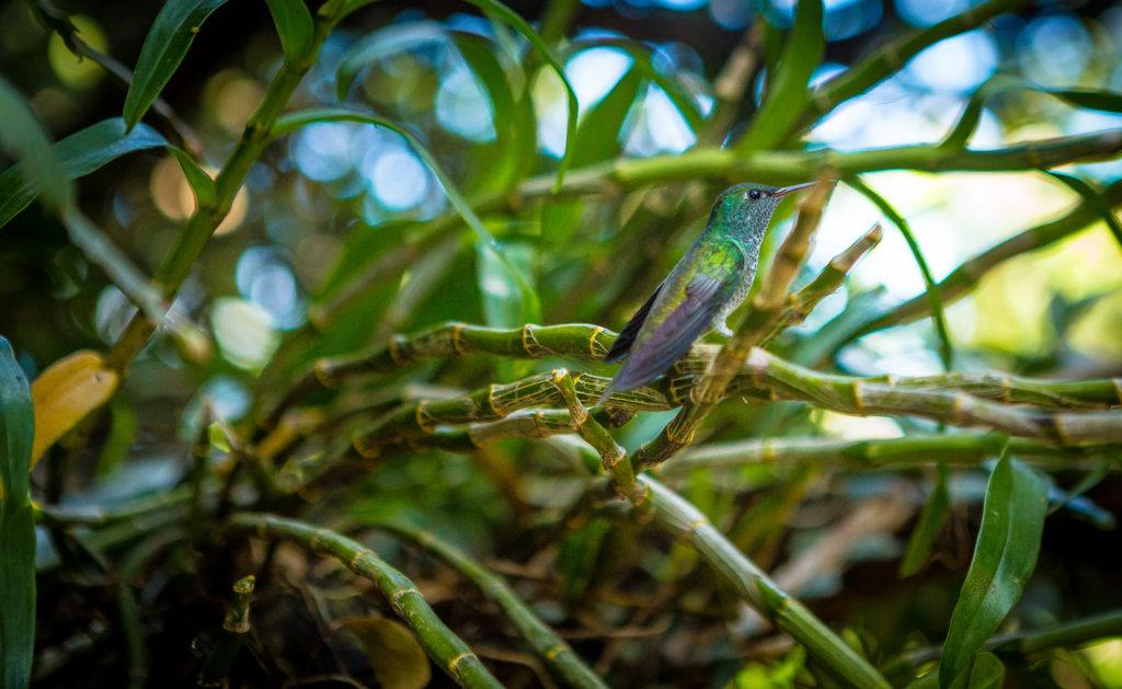 Photo oiseau Ariane sur une branche