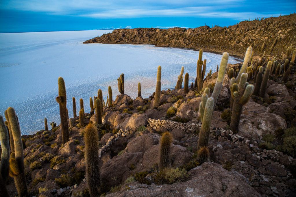 paysage mer et cactus