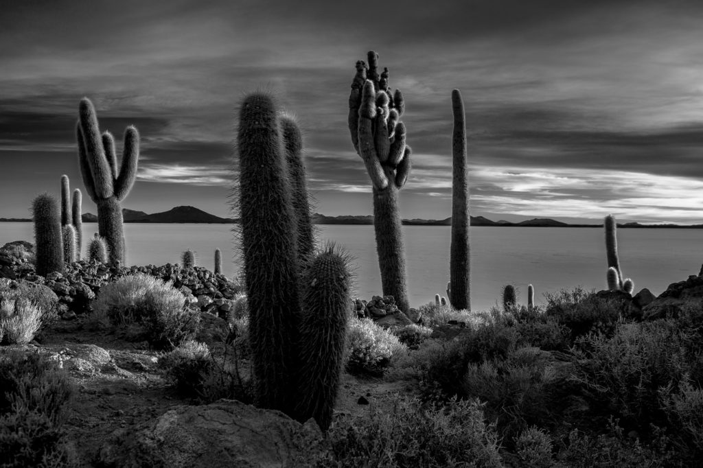 Photo désert cactus