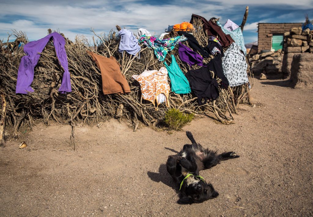 photo chien et vêtements en train de sécher
