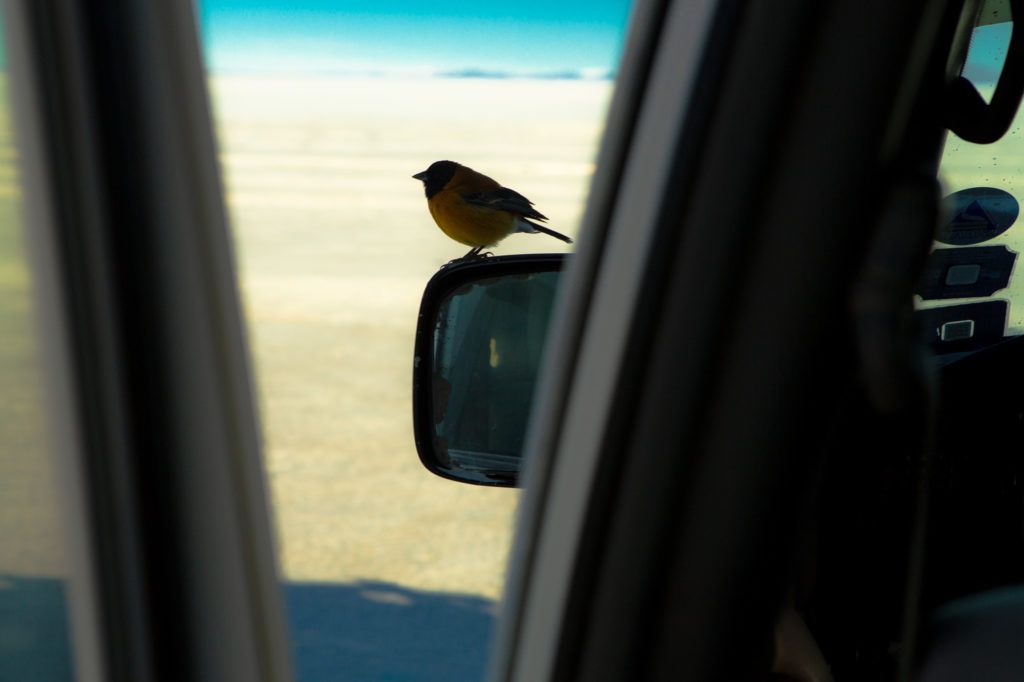 photo oiseau posé sur un rétroviseur