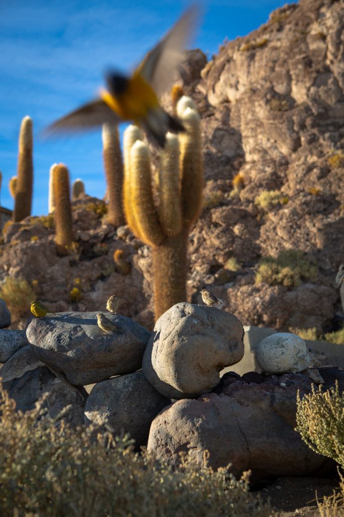 Photo oiseaux et cactus