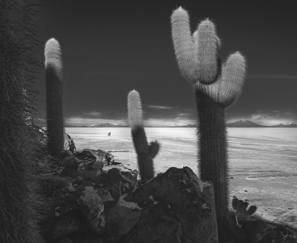 Photo noir et blanc cactus