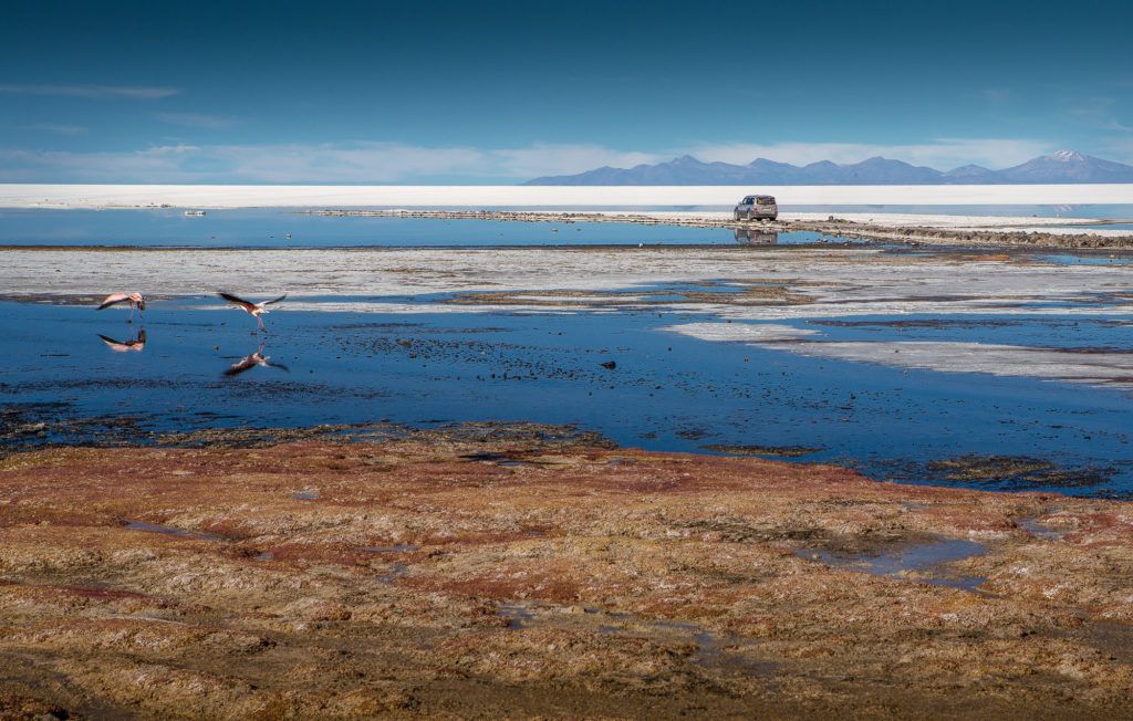 photo paysage avec oiseaux