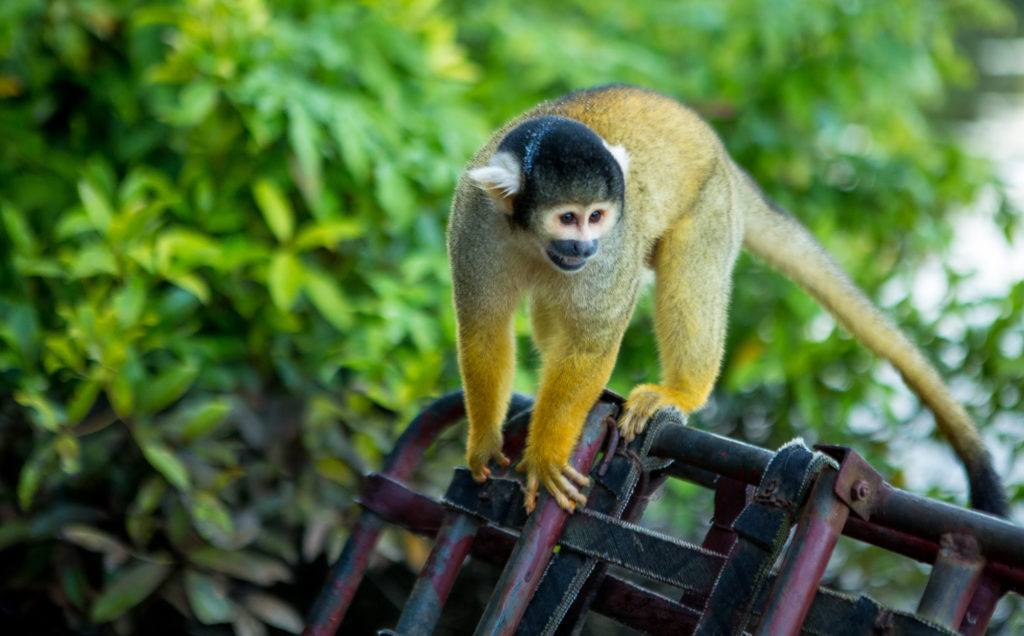 Photo saïmiri singe-écureuil