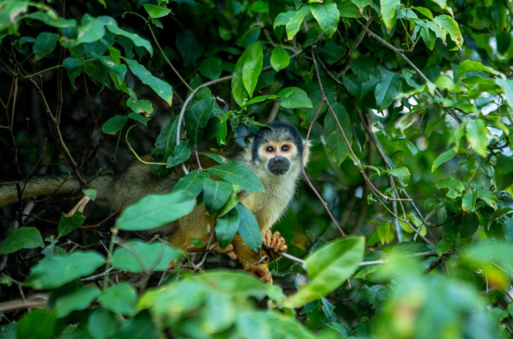 Photo saïmiri singe-écureuil dans un arbre