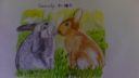 Différentes vues d'un lapin en train de manger des feuilles de chou