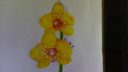 Dessin de fleurs jaunes avec des pétales et un cœur orange, technique de dessin simple et colorée