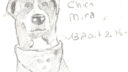 Chien mira