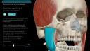 Masseter