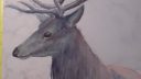 Cerf en cours de dessin, style simple et coloré