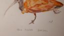 Ibis rouge 1