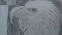 Deux aigles en noir et blanc, dessinés avec des lignes fines