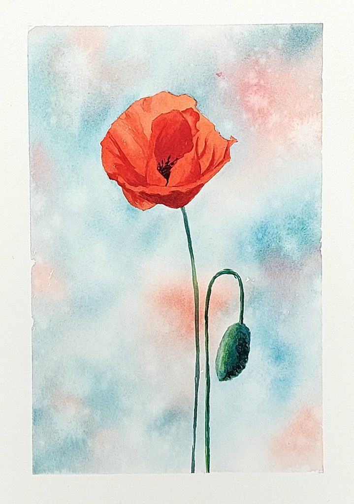 aquarelle coquelicot