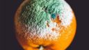 Trois oranges avec des taches de peinture verte et orange