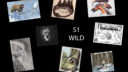 S 1 wild 1