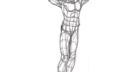 Dessin d'un personnage avec des muscles et des articulations détaillées, style de l'apprentissage du dessin