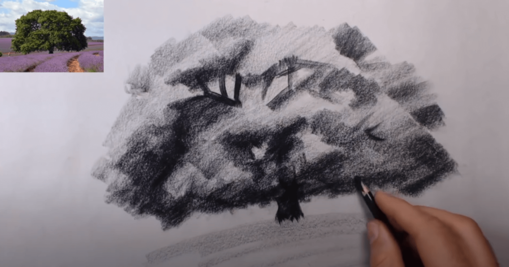 croquis arbre