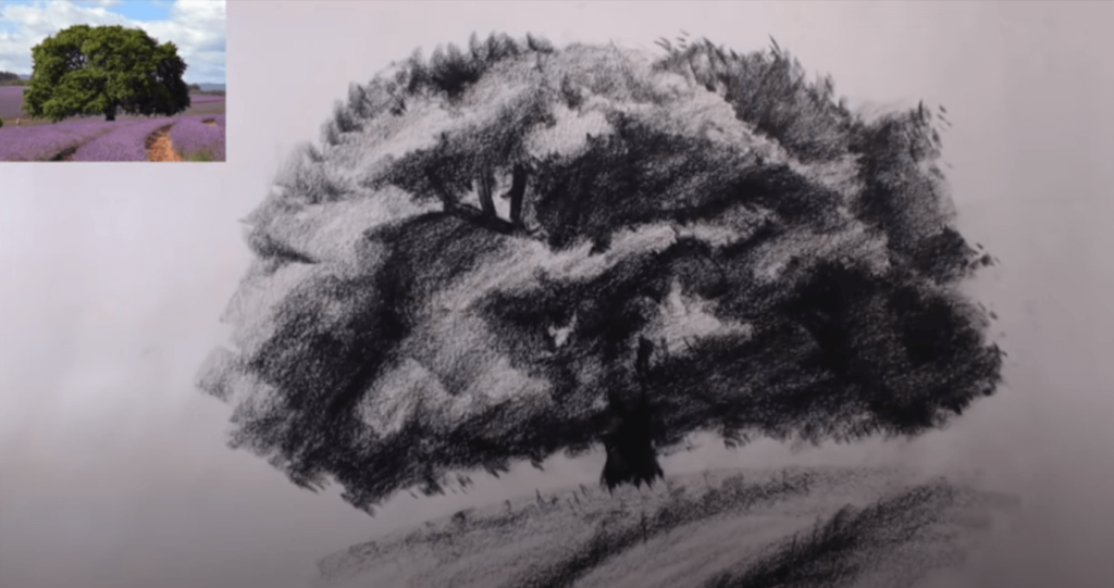 croquis arbre