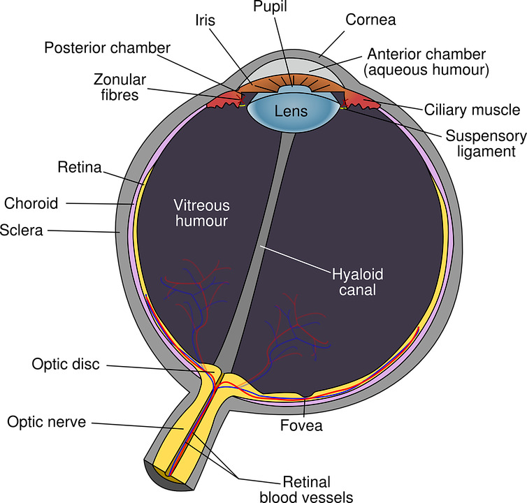 Anatomie œil