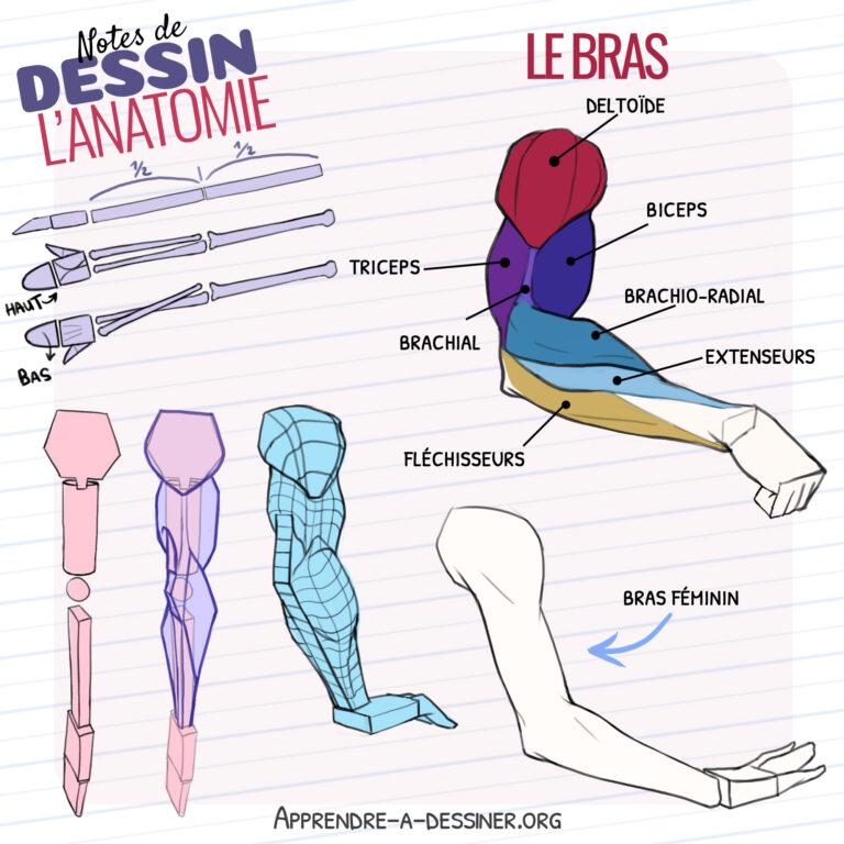 Fiche pour apprendre à dessiner le bras
