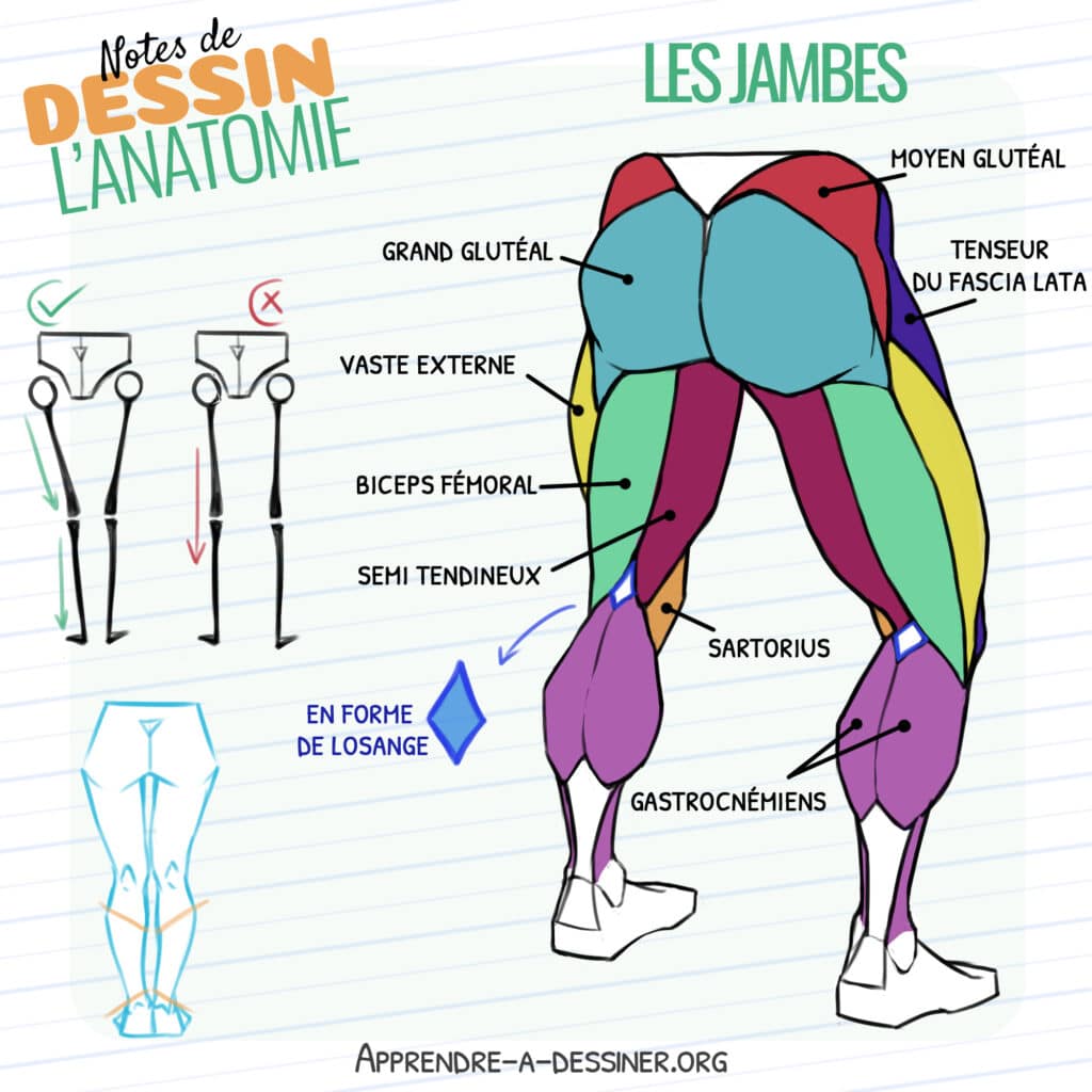 Fiches anatomiques de la partie arrière des jambes