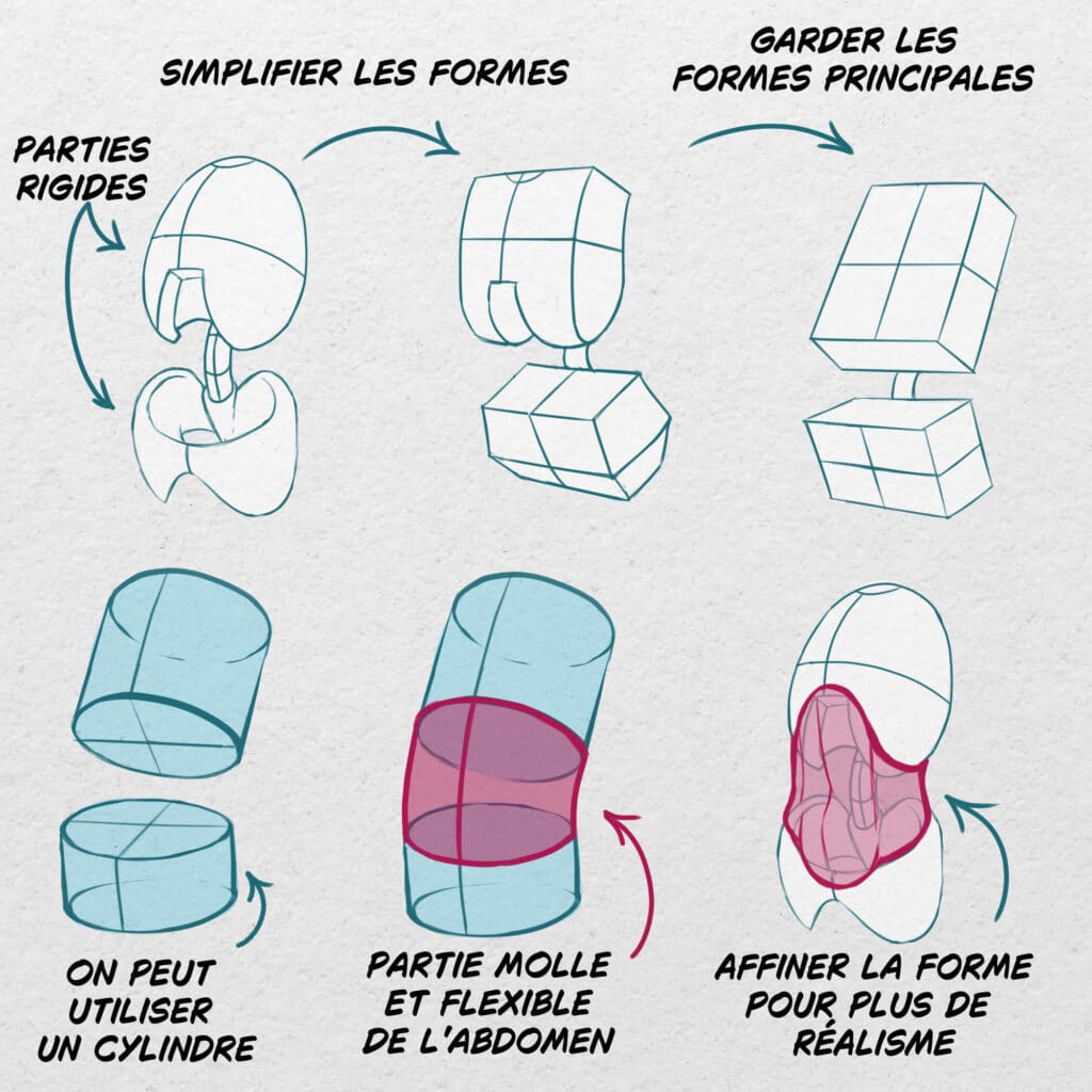 Simplifier la partie du thorax, de l'abdomen et du bassin.