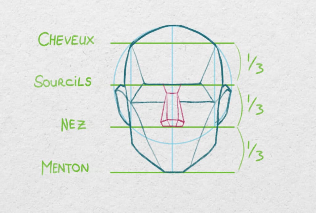 Placement du nez avec la méthode Loomis