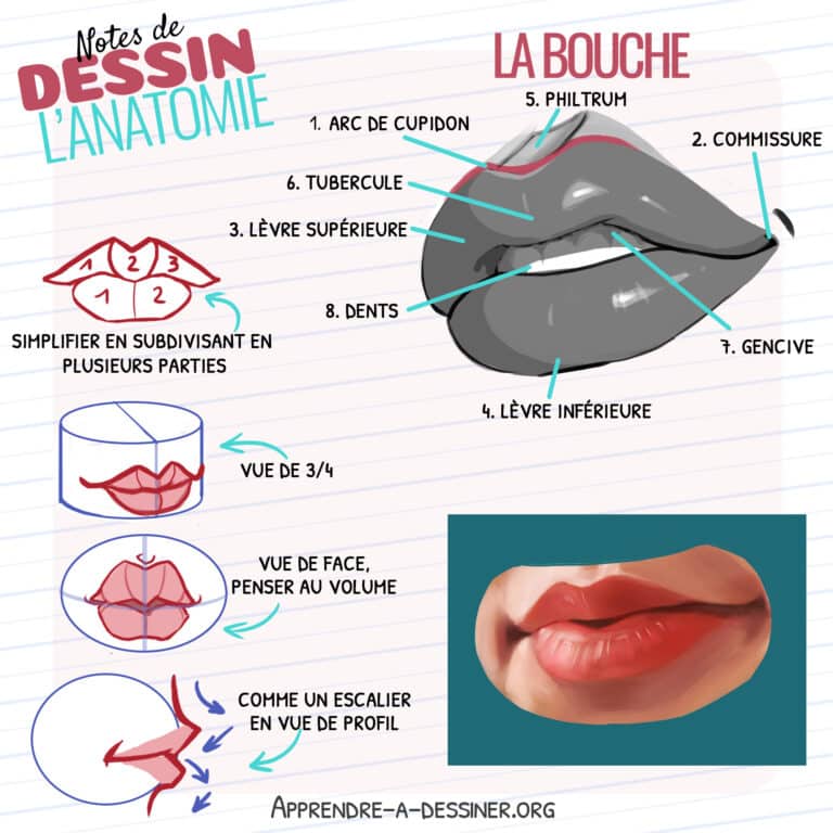 Fiche anatomique de la bouche