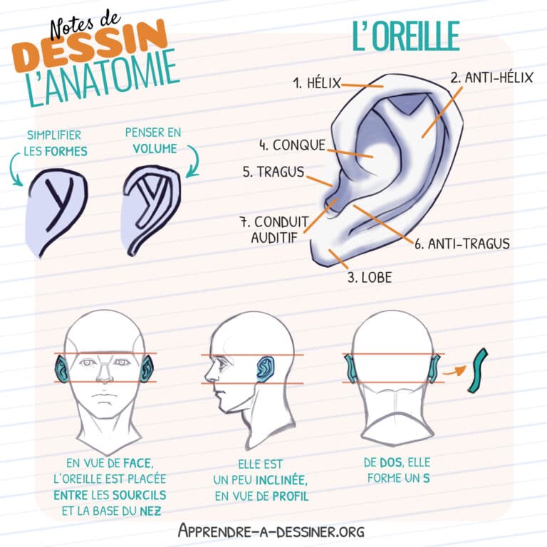 Fiche anatomique de l'oreille