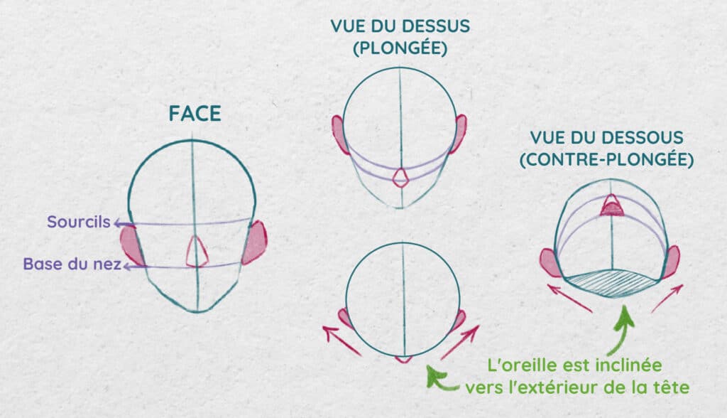 Oreilles dans différents angles de vue