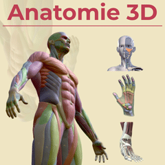 Modèle 3D anatomie humaine muscles squelette référence dessin