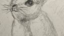 Lapin