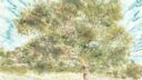 Arbre Lite