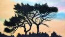 22 arbre 1